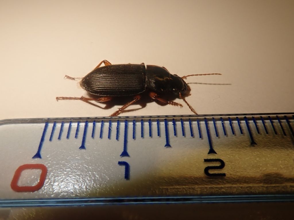 Carabidae: Pseudoophonus rufipes